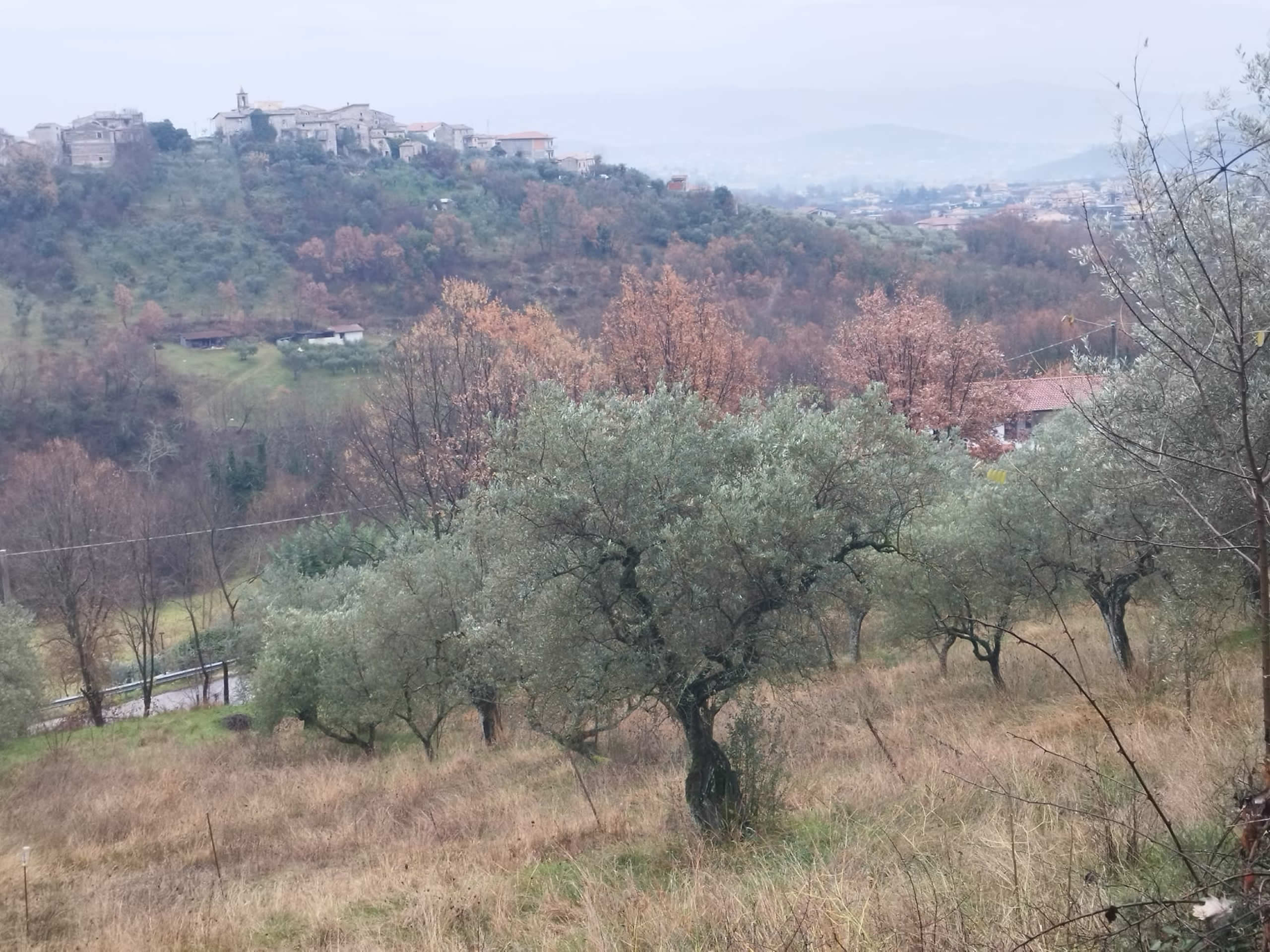 veroli-terreno-agricolo-1