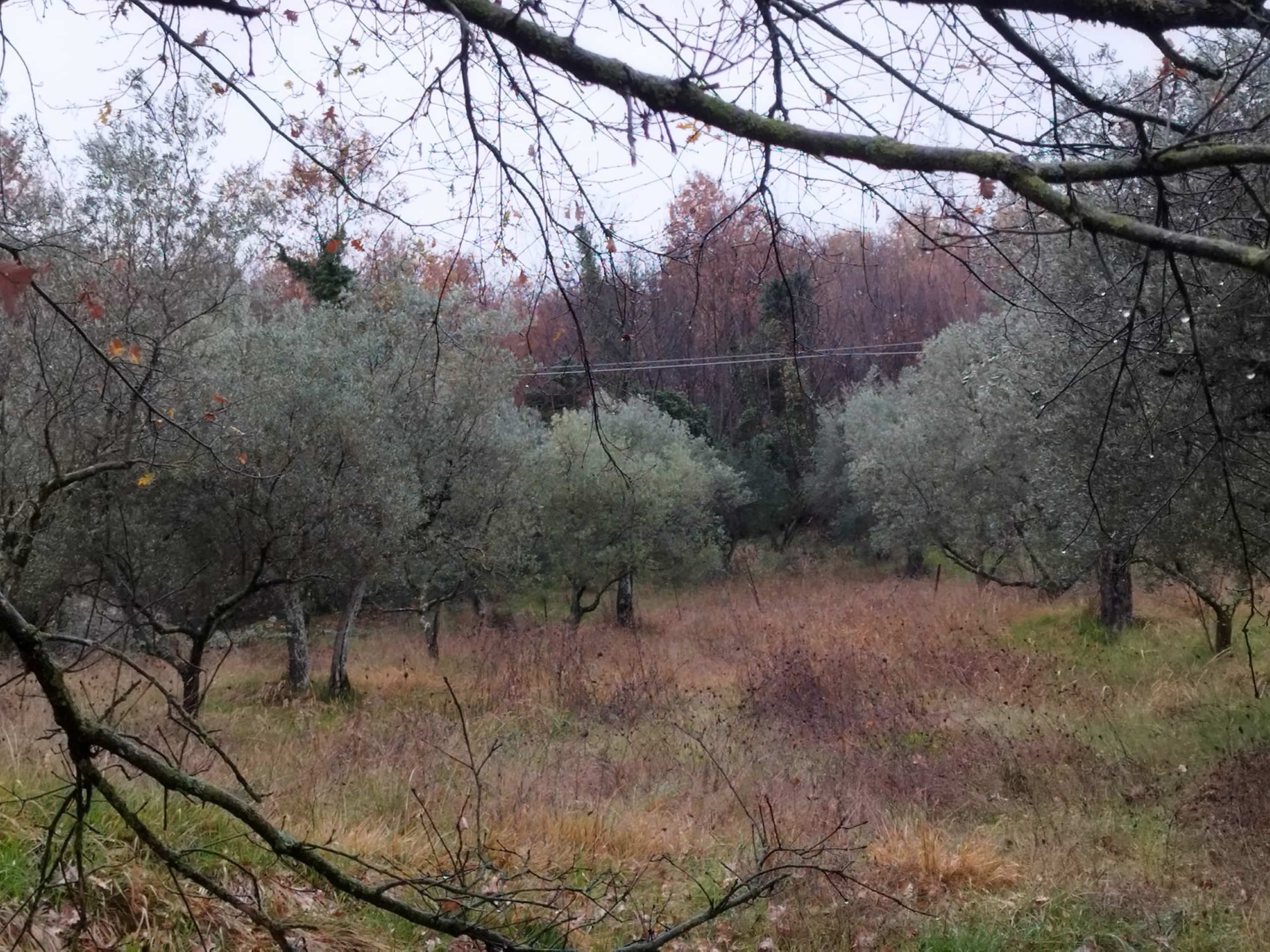 veroli-terreno-agricolo-15