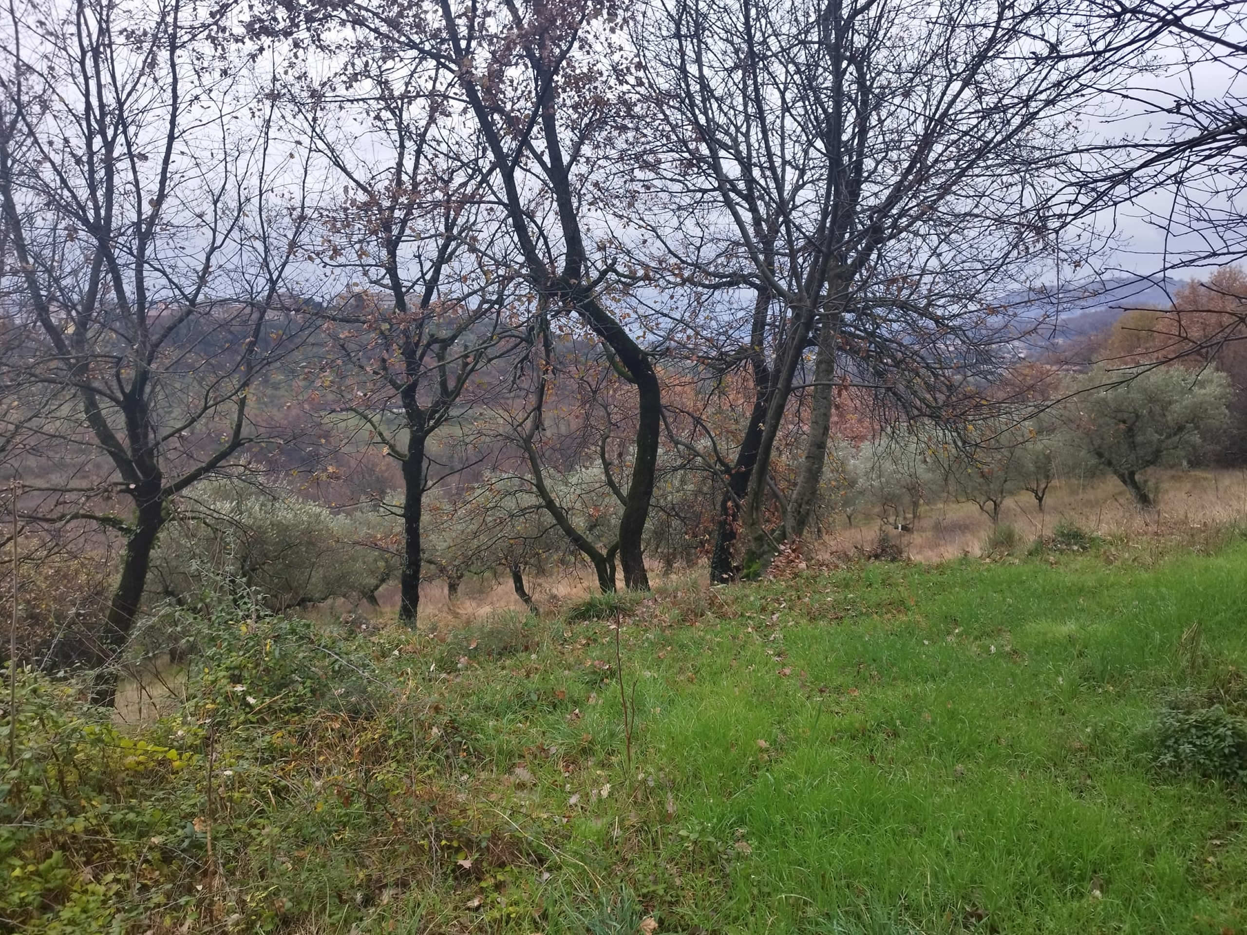 veroli-terreno-agricolo-2