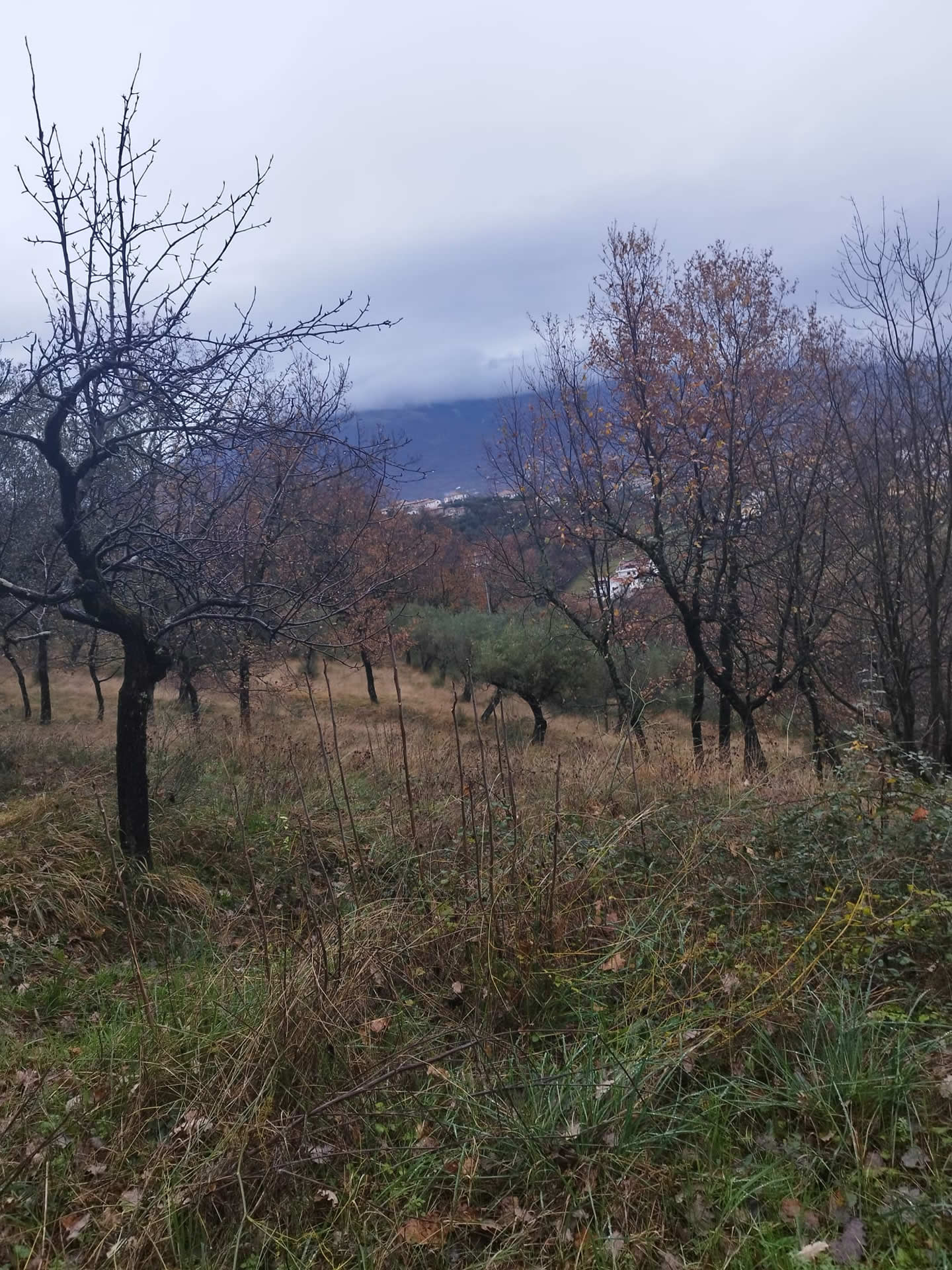 veroli-terreno-agricolo-3