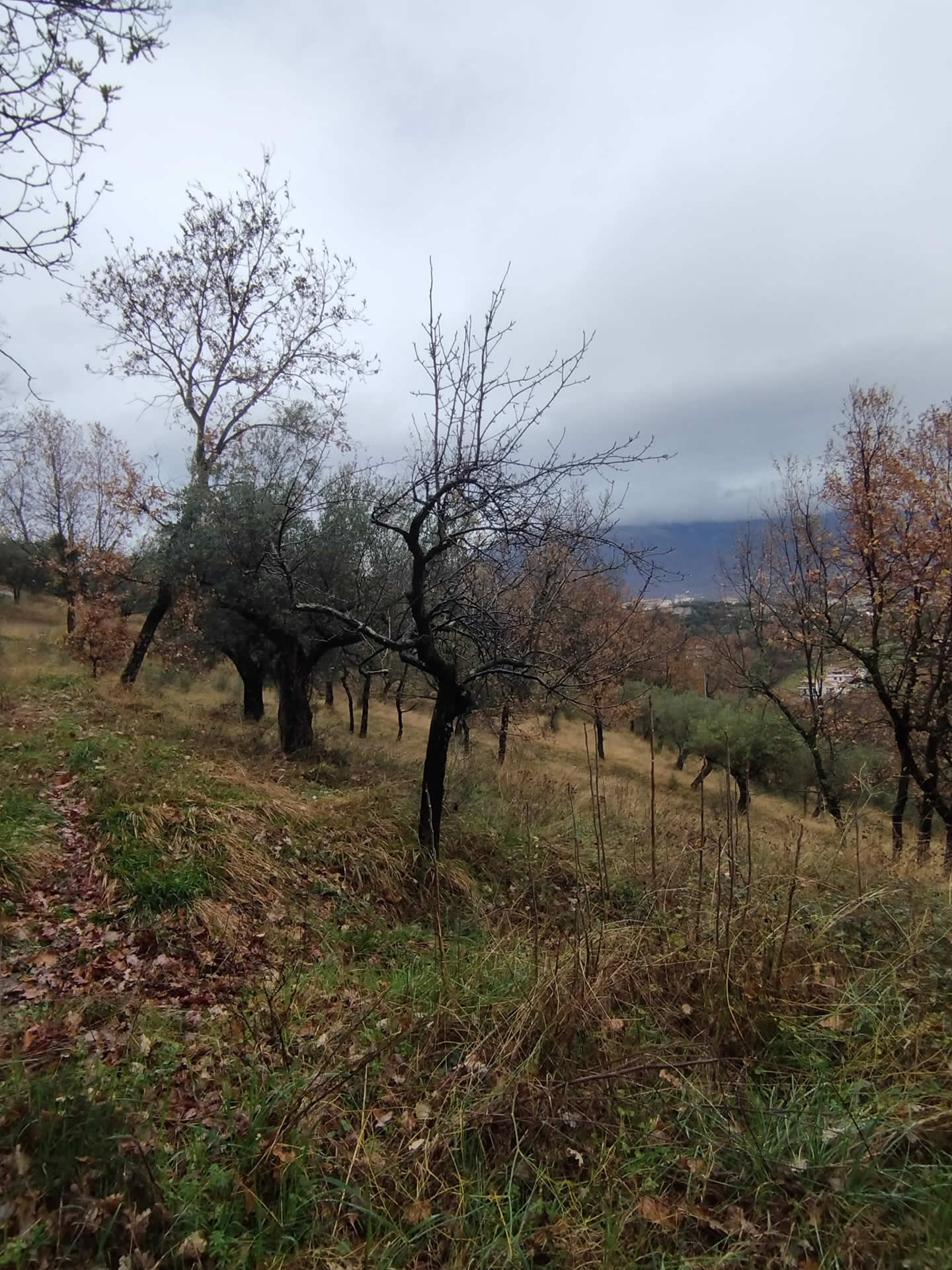 veroli-terreno-agricolo-4