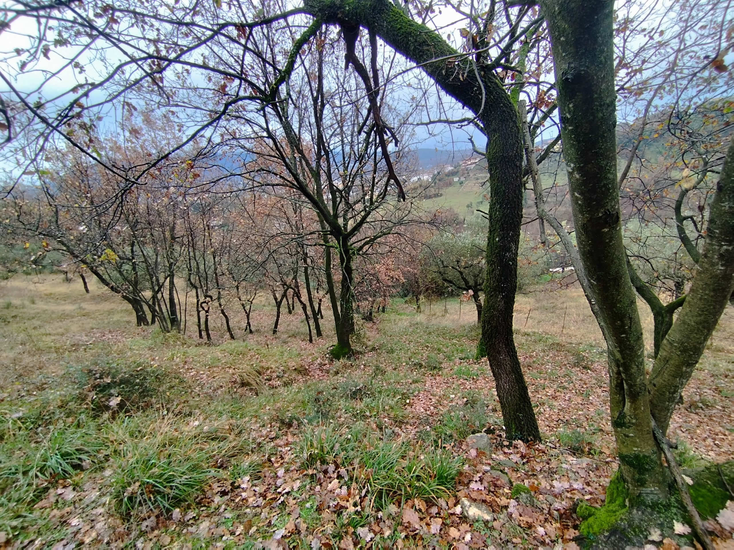 veroli-terreno-agricolo-7